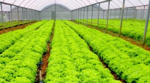 Horticultura de precisão propõe vantagens para produção
