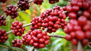 60% das variedades de café podem ser extintas