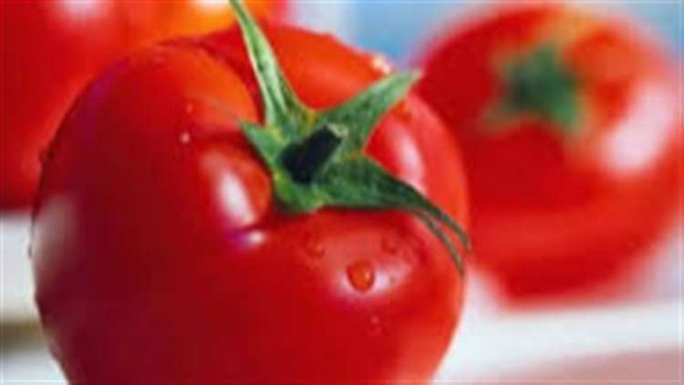 Adubação mineral e orgânica no plantio do tomate