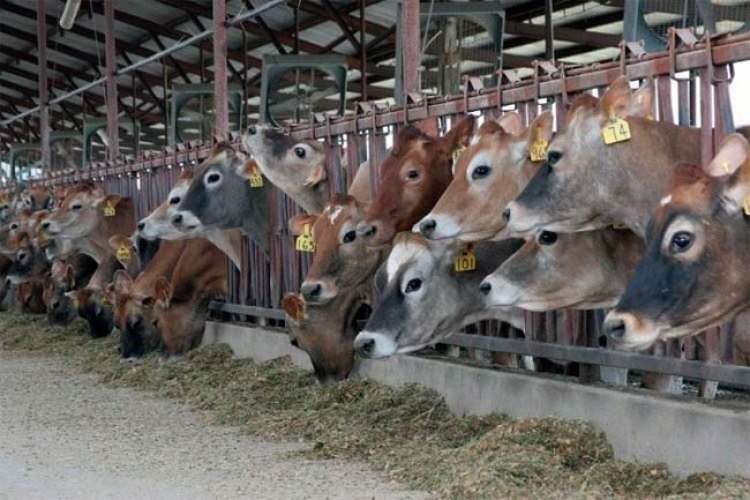 EUA: conservação ambiental em fazendas leiteiras tem retorno econômico