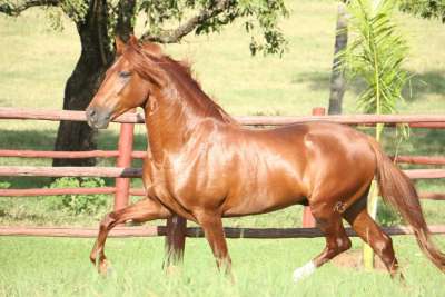 cavalo mangalarga