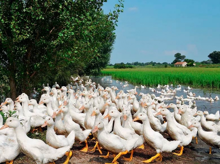 Rizicultor usa rádio para reunir patos que controlam ervas daninhas