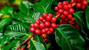 Tanzânia busca aumentar terras com plantação de café
