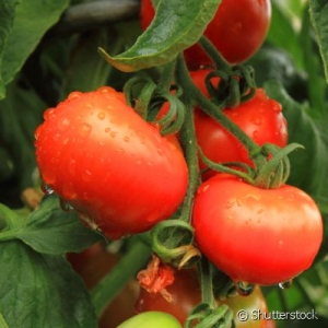 Identificado antioxidante na pele do tomate