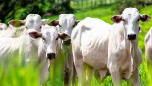 Sauditas habilitam oito frigoríficos de bovinos do Brasil para exportação