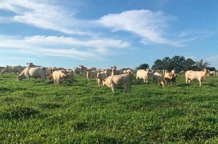 Produtor, como você se planejará para alimentar o rebanho na seca a fim de não perder dinheiro?