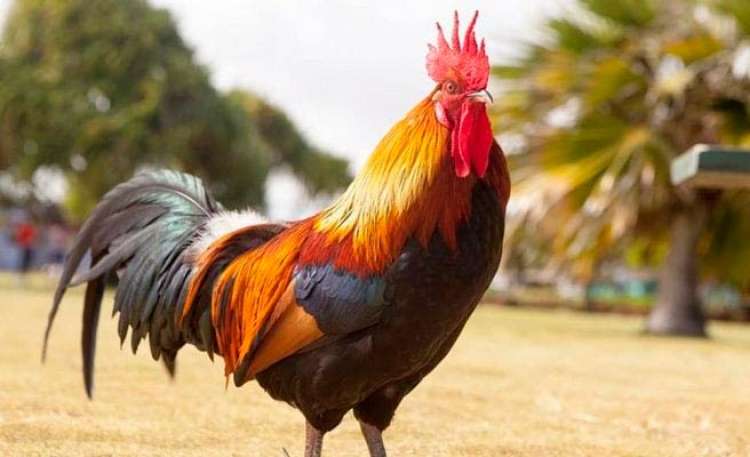 Estudos em avicultura colonial contribuem para divulgar curiosidades sobre as galinhas