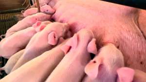 Granjas de suínos sentem reflexo da busca por carnes mais em conta