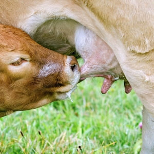 Por que a evolução levou o ser humano a beber leite, contrariando a biologia