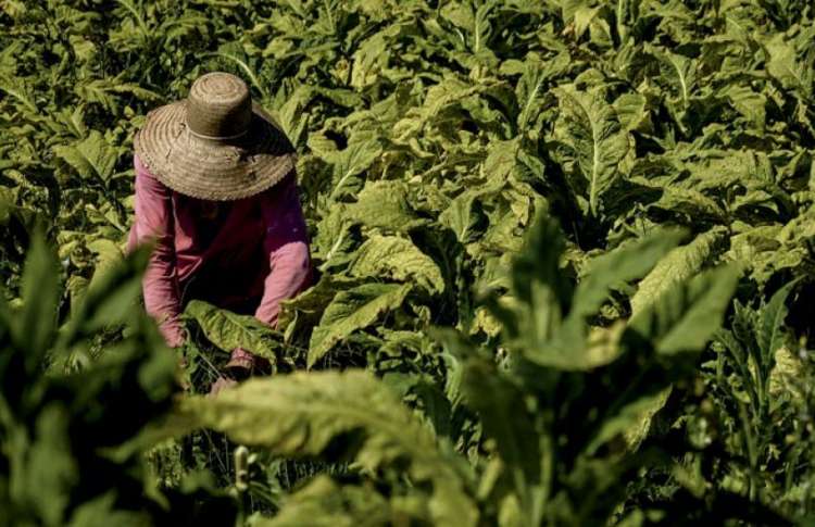 Agricultores devem ficar atentos às normas legais