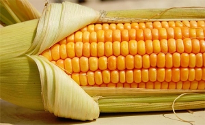 Descoberto gene essencial na formação das espigas de milho