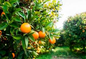 Com maior produção de laranja, exportação de suco aumenta 26,60%