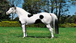 Conheça o Paint Horse, cavalo versátil e de beleza exuberante