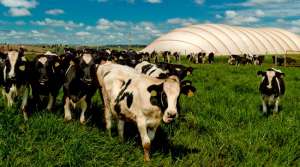 Brasil supera metas na pecuária sustentável com aproveitamento de dejetos animais