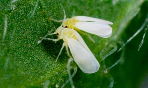 Mosca Branca tem nova ação para combate