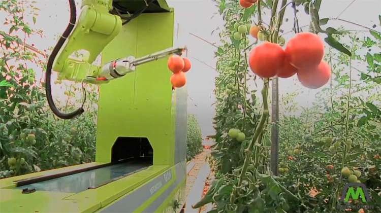 Inteligência artificial facilita cultivo de tomate