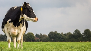 Por que a incidência de doenças é alta em vacas leiteiras?