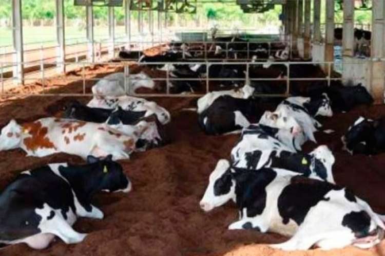 RS: mais de 14 mil produtores deixaram a atividade leiteira nos últimos dois anos