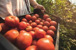 Inovações na produção de tomates