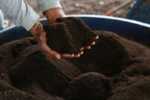 Tecnologias e recomendações para produção de composto orgânico, biofertilizantes e adubação verde com leguminosas são os temas de novos folderes da Emprapa