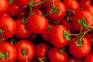 Entender a evolução do tomate reduz o uso de pesticidas