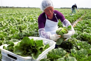 Ministério da Agricultura publica normas para comercialização de produtos hortícolas