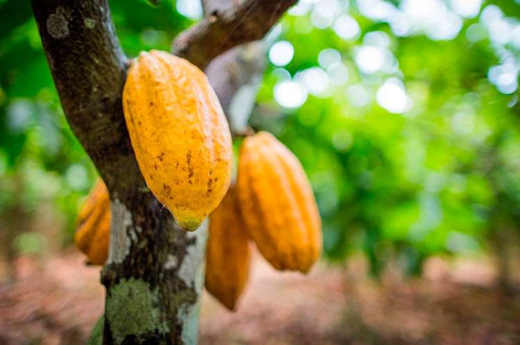 Na terça-feira (09), a comitiva foi a campo e visitou a cacauicultura desenvolvida na região