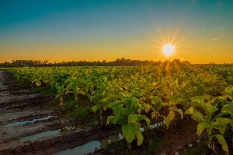 Cientistas estão criando plantas com “superpoderes”