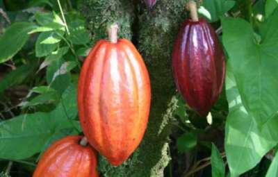 O poder do chocolate: cacau orgânico tira pequenos agricultores da pobreza