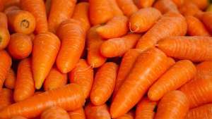 Pesquisa desenvolve cenoura híbrida para o verão