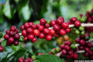 Emater-MG demonstrou experiência com cafés de qualidade na Colômbia