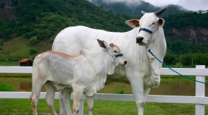 ILPF desponta como nova revolução agrícola