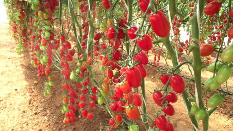 Produtores de Colombo apostam no cultivo do tomate grape