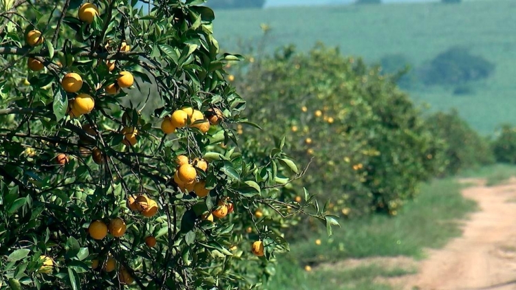 Citrus: Menor produção eleva demanda nas indústrias e preços da fruta