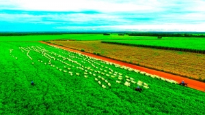 Aprovada urgência de projeto que permite fracionar propriedade rural