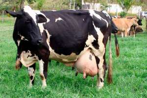 Bovinocultura de leite no Brasil: Potencialidades e desafios!