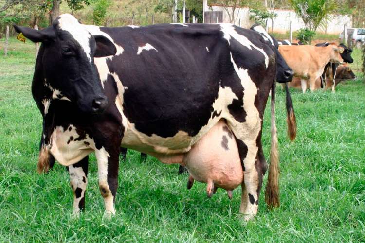 Bovinocultura de leite no Brasil: Potencialidades e desafios!