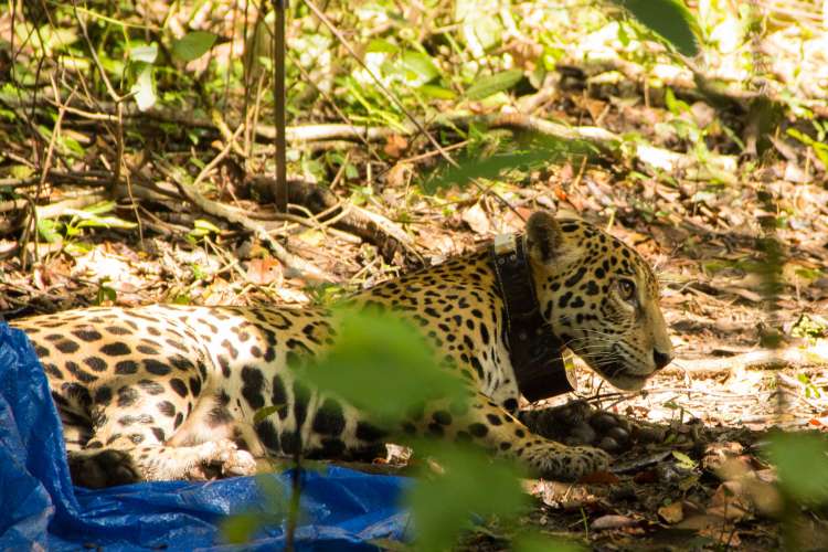 Animais se adaptam a ambientes modificados pelo agronegócio, escreve Xico Graziano