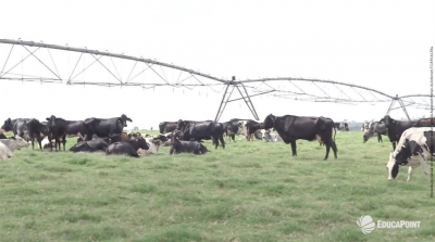 Conforto das vacas criadas a pasto: a importância da sombra