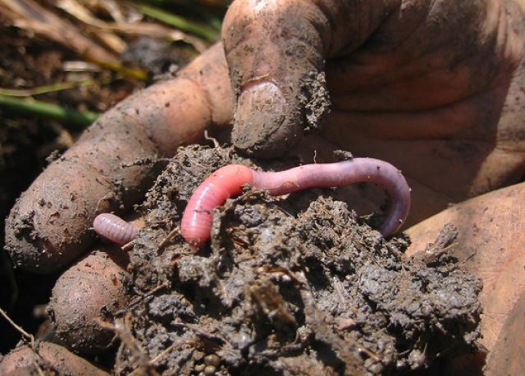 Embrapa ensina como produzir minhocas e húmus em pequenas propriedades