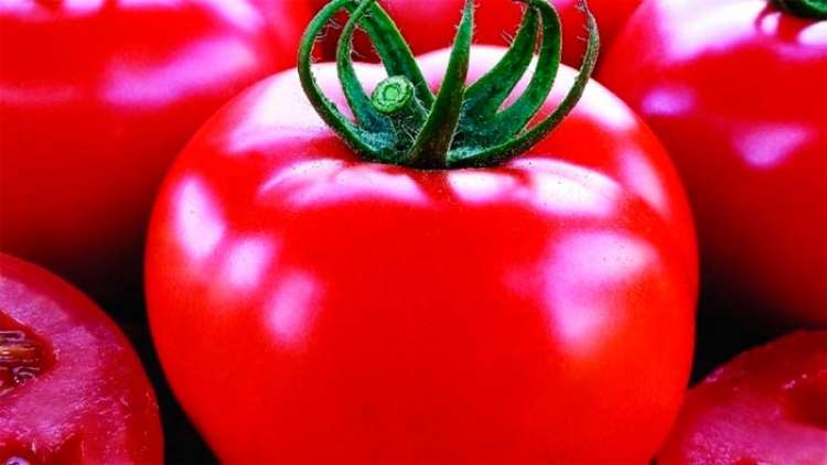 Tomates holandeses são pioneiros em sustentabilidade