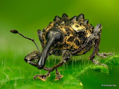 Heilus freyreissi é relatado pela primeira vez em plantas de abacate no Brasil