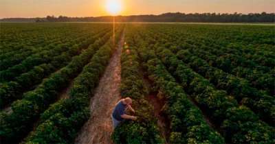 Agricultura regenerativa pode ser solução para as mudanças climáticas