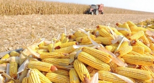 Produtores finalizam colheita da safrinha de milho em Nova Ubiratã (MT) e queda na produtividade é de 15%