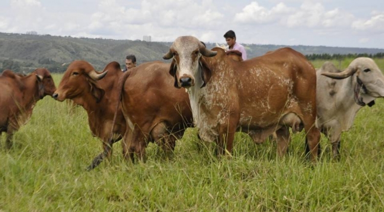 Prova de produção de leite destaca novilhas mais produtivas