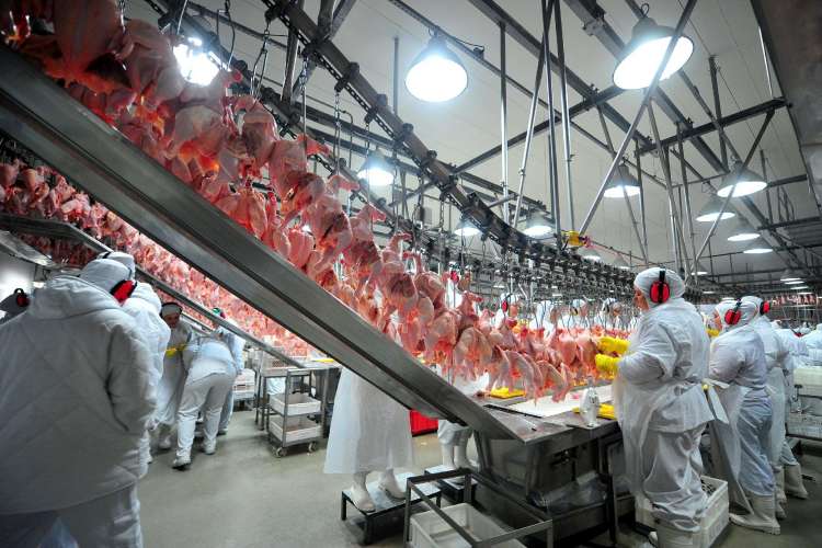 Brasil inicia exportação de carne de frango in natura para Índia