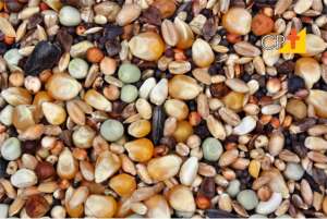 Operação no RS apreende 198 toneladas de lotes de sementes irregulares