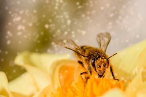 Própolis de abelhas-europeias inibe fungo que ataca milho, citros e tomate