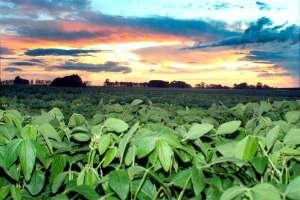 Paraná reduz pela metade uso de agroquímicos na soja