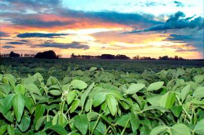 Paraná reduz pela metade uso de agroquímicos na soja